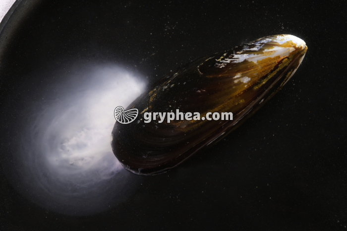 Moule - Emissions des gamètes par un individu mâle - gryphea.com